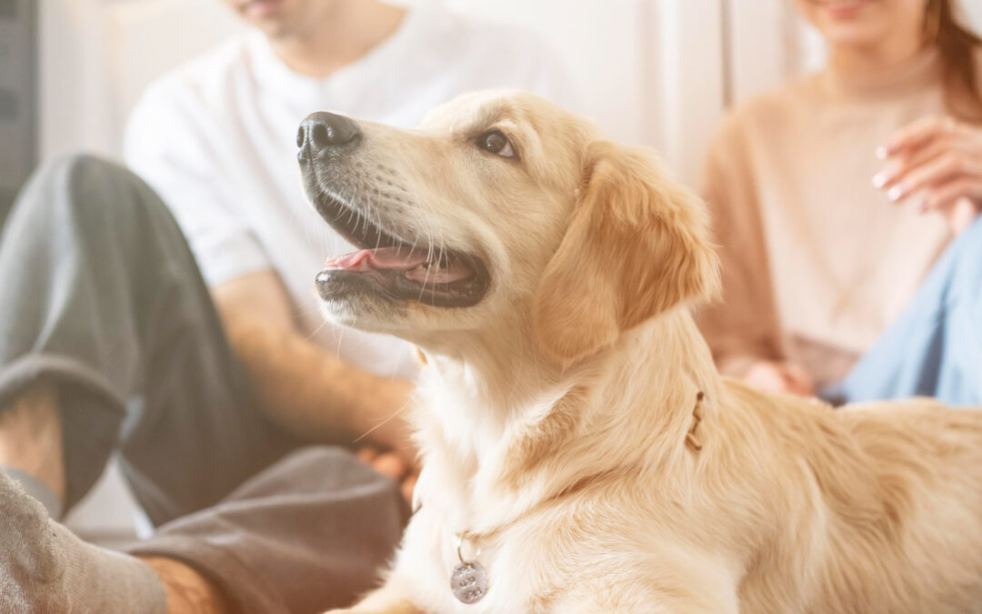 Les Signes de Bien-être : Comment Savoir si votre Animal apprécie sa mise en Pension Canine ou Féline ?