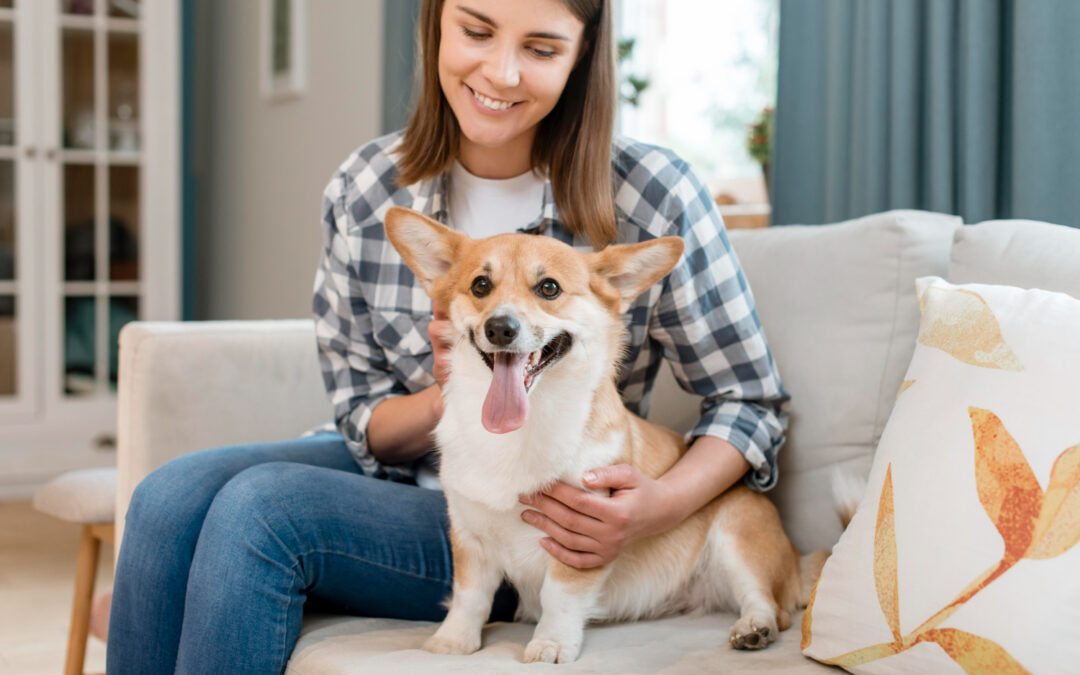 Guide complet pour choisir le meilleur pet hotel : Trouvez le refuge idéal pour votre compagnon à quatre pattes !